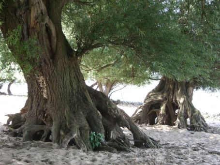 Kekerdom : Millingerwaard, das bizarre Wurzelwerk der Weidenbäume am Waalufer ragt aus dem weißen Sand.